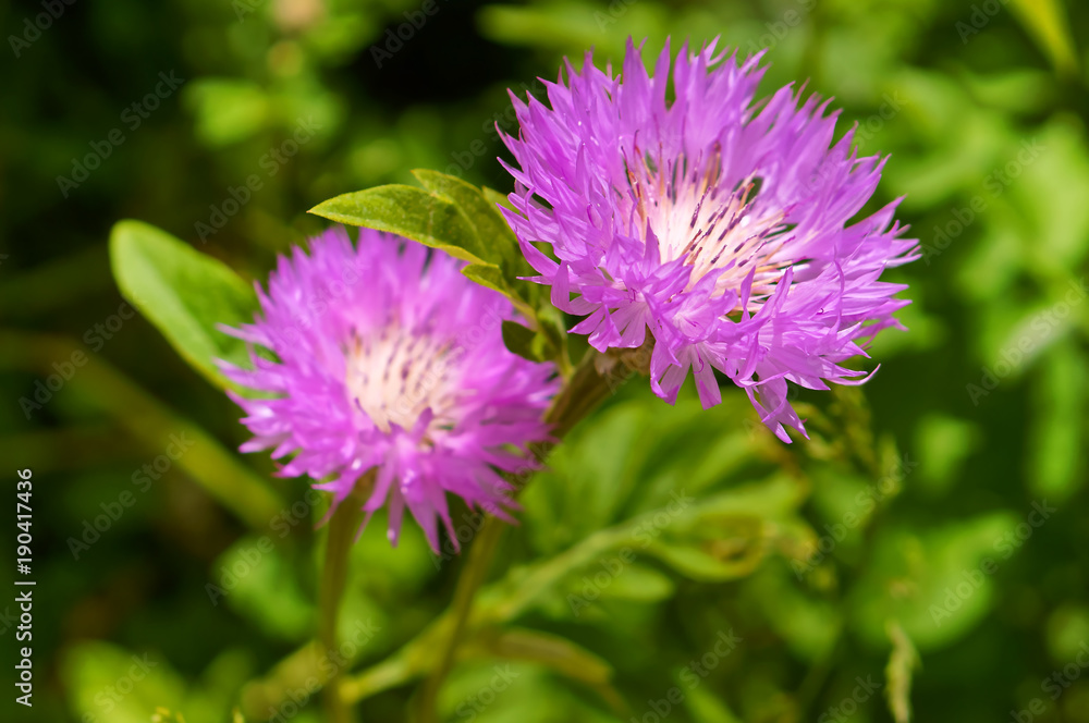 Beautiful meadow flowers. Blue wildflowers. Beautiful meadow flowers. Blue wildflowers.