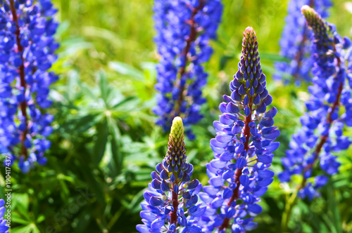 Purple lupines. Beautiful meadow flowers. Blue wildflowers.