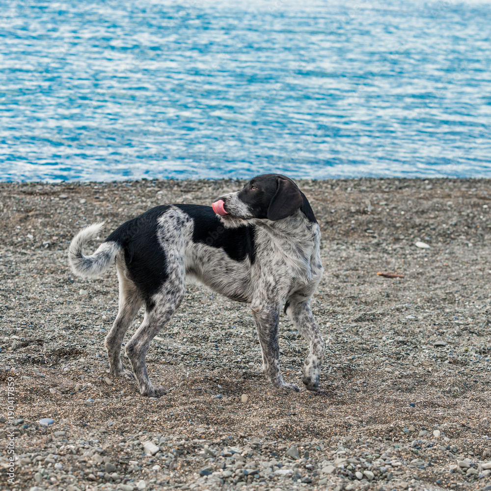 adorable  dog on a beach.