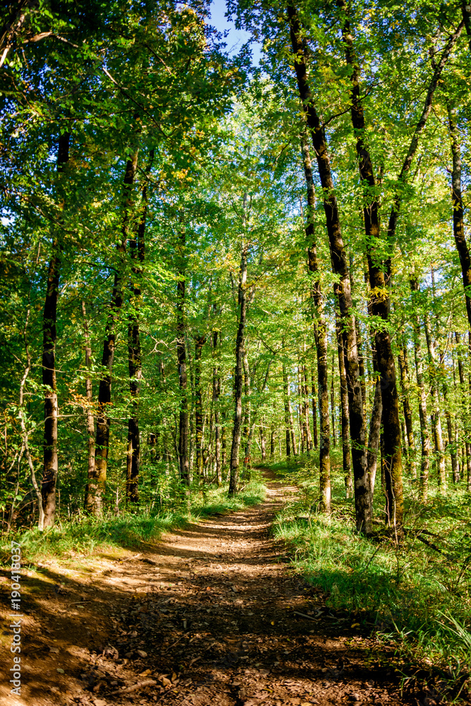 Fototapeta premium beautiful green forest. Forest trail landscape