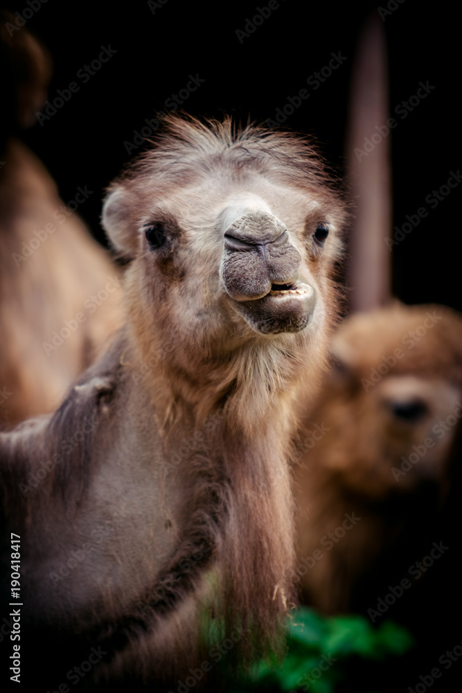 Fototapeta premium Portrait of camel. Camelus bactrianus