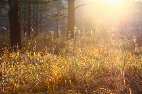 beautiful dry grass, pine forest, autumn landscape against a forest background, backlight