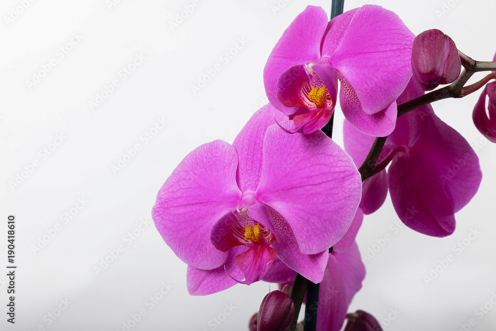 Purple Orchid Phalaenopsis isolated on white background Purple Orchid Phalaenopsis isolated on white background