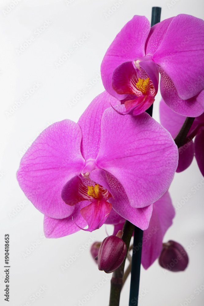 Purple Orchid Phalaenopsis isolated on white background Purple Orchid Phalaenopsis isolated on white background