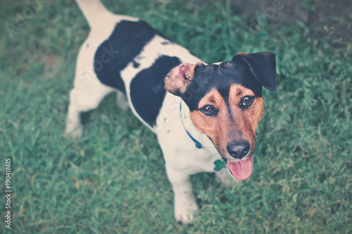 Fototapeta Naklejka Na Ścianę i Meble -  Jack Russell Terrier in the grass