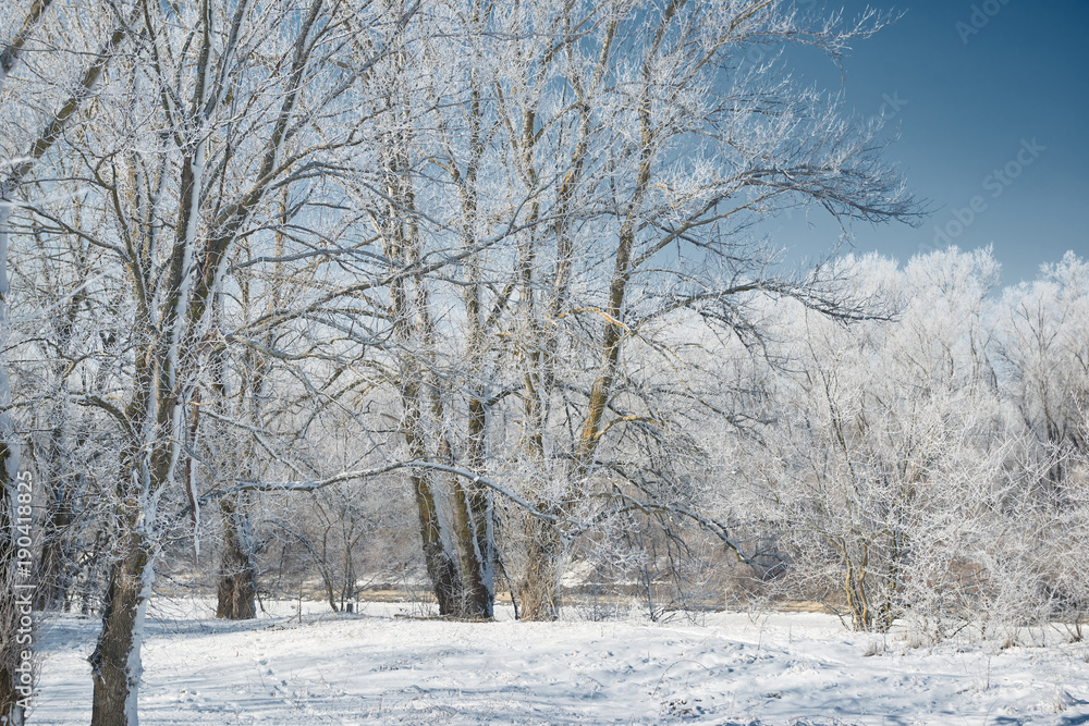 winter forest, beautiful wild landscape with snow and blue sky, nature concept