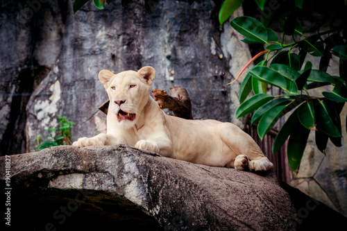 Female white lion. A white liones