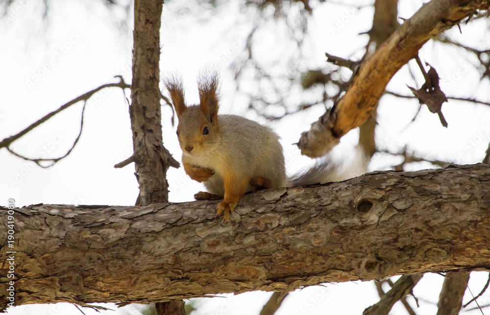 beautiful fluffy squirrel beautiful fluffy squirrel