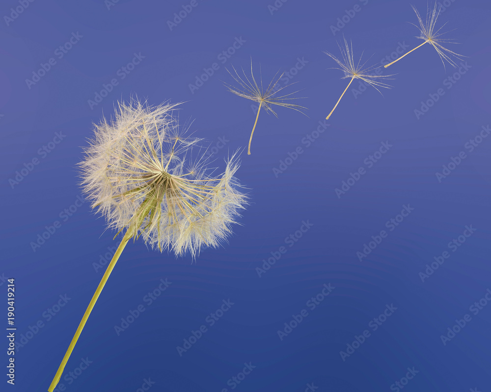 dandelion  spring flight isolated in blue sky , emigration , travel