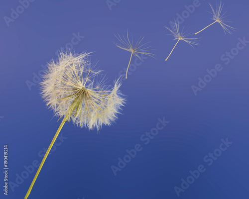 Fototapeta Naklejka Na Ścianę i Meble -  dandelion  spring flight isolated in blue sky , emigration , travel