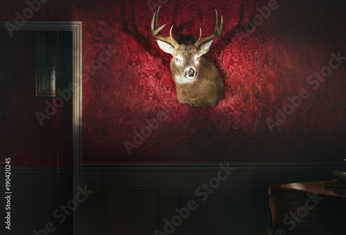  trophée  cerf animal sauvage empaillé