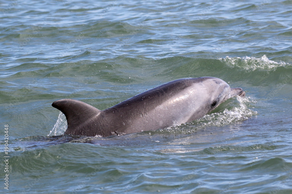 Obraz premium Common Bottlenose Dolphin Surfacing