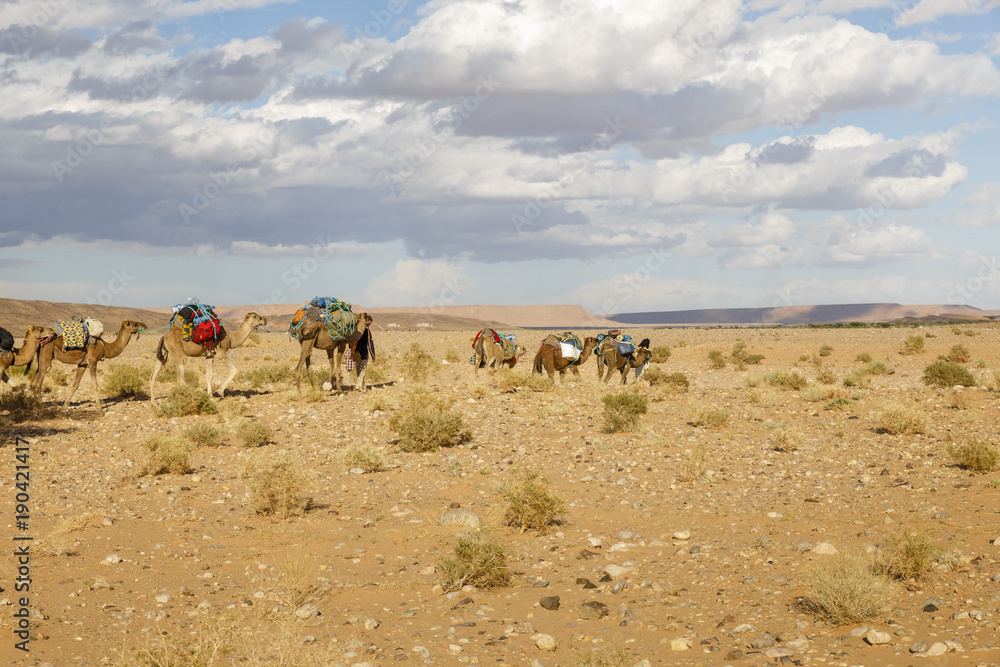 Camel caravan on the desert Camel caravan on the desert