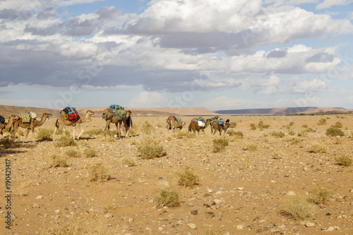 Camel caravan on the desert © Mieszko9