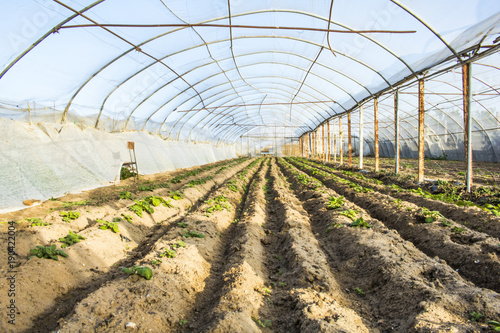 Greenhouse with planting of vegetables inside