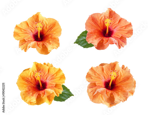 orange hibiscus flowers set isolated