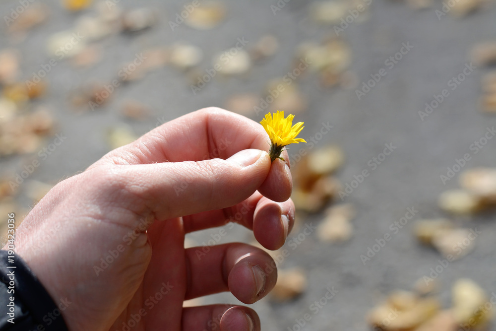 little yellow flower in hand