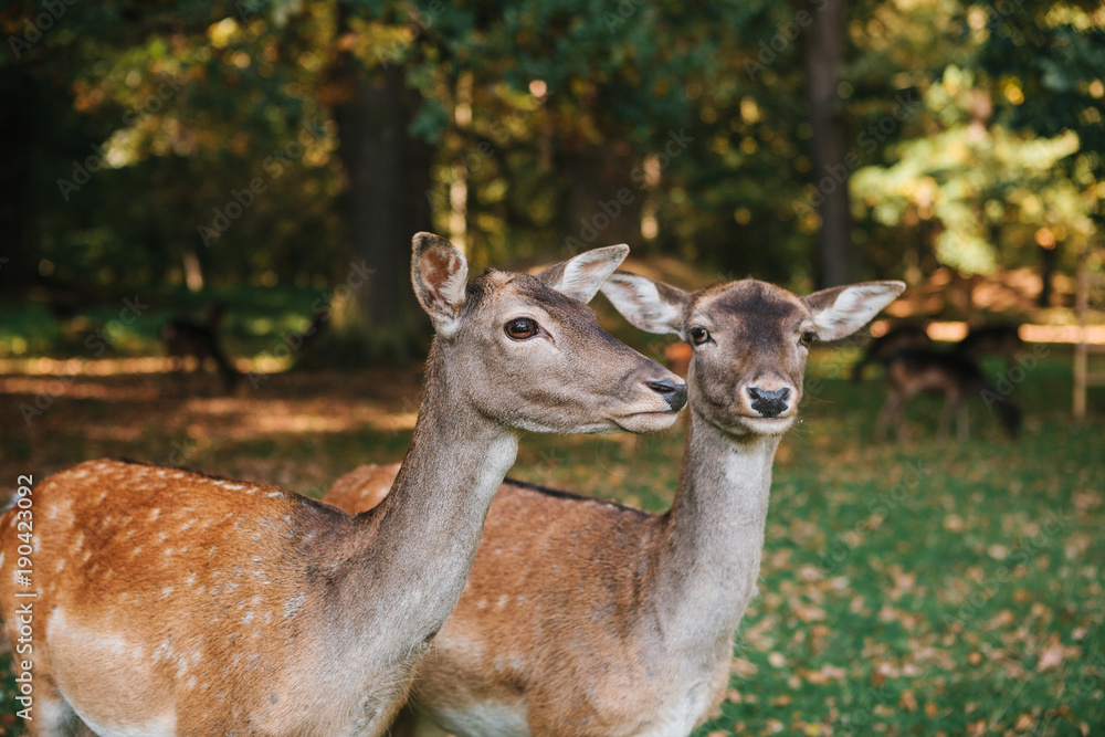 A group of young deer walks through a warm green sunny meadow in a forest next to the trees. Funny animals. A group of young deer walks through a warm green sunny meadow in a forest next to the trees. Funny animals.