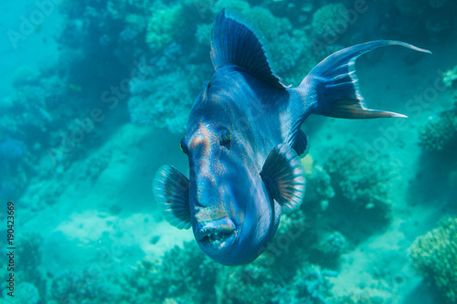Photography Blue Trigger fish close up portrait on coral reef.