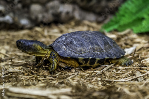 Turtle, or tortoise, eating an earthworm
