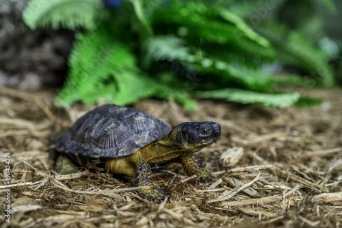 Turtle, or tortoise, eating an earthworm
