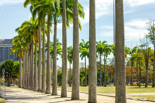 palmeiras verão photo