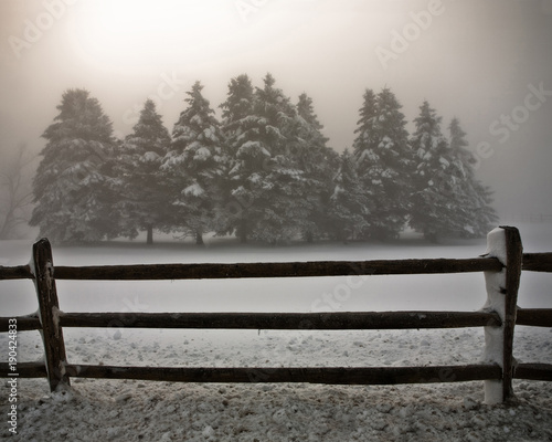 pine trees, fog, fence 