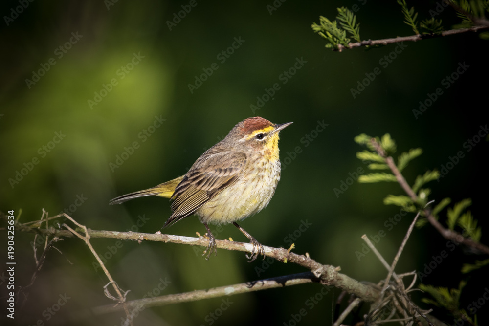 Fototapeta premium Palm Warbler perched on a branch with dark green background