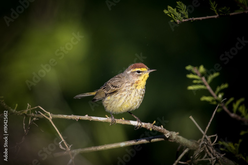 Palm Warbler perched on a branch with dark green background