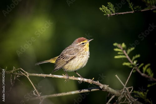 Palm Warbler perched on a branch with dark green background
