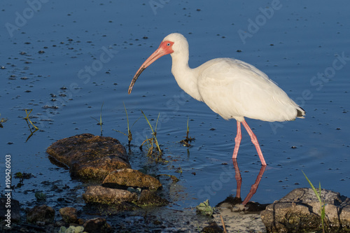 White ibis wading in the shallow lake waters