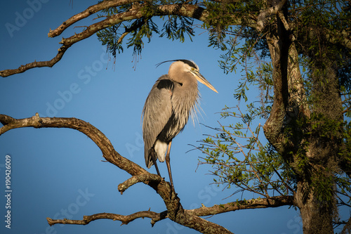 Great blue heron perched on tree branch in the morning sunlight