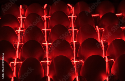 chicken eggs, lie under infrared rays in an incubator