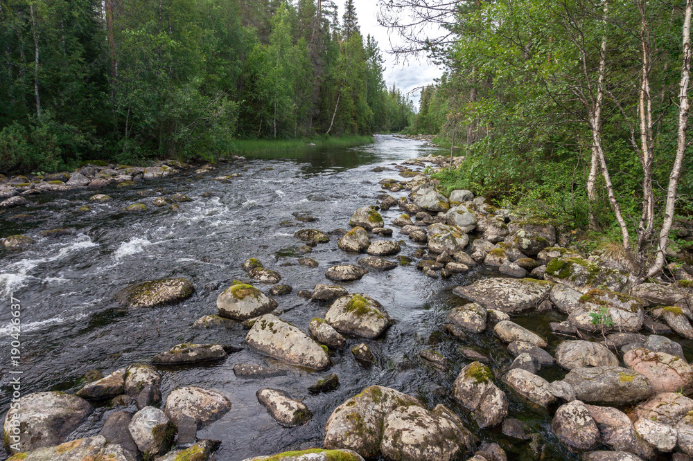 Forest over the stormy river, Finland Forest over the stormy river, Finland