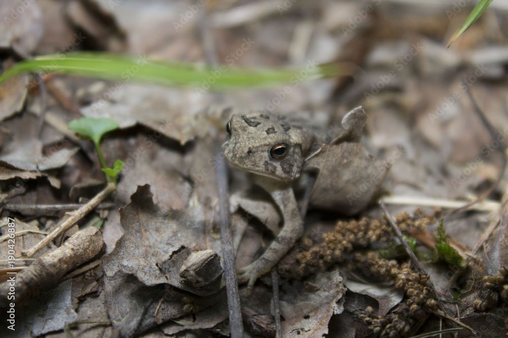 Fototapeta premium feeling froggy