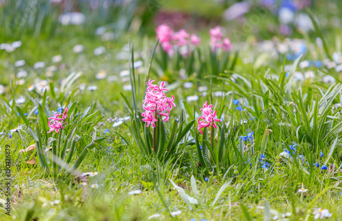 Fototapeta Naklejka Na Ścianę i Meble -  Pink Hyacinth  in the garden