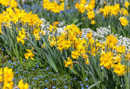 Fototapeta Naklejka Na Ścianę i Meble -  A field of yellow daffodils