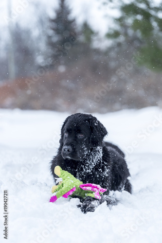 Adult Newfoundland Dog with toy in snow
