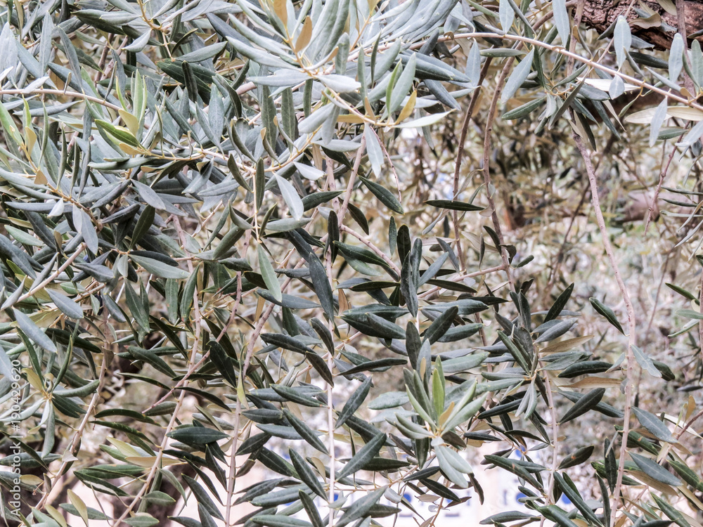 Jerusalem, Israel -  The great city of Jerusalem. Garden of Gethsemane. Thousand-year olive trees