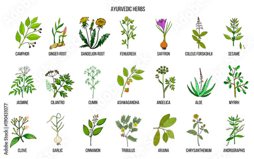 Ayurvedic herbs, natural botanical set