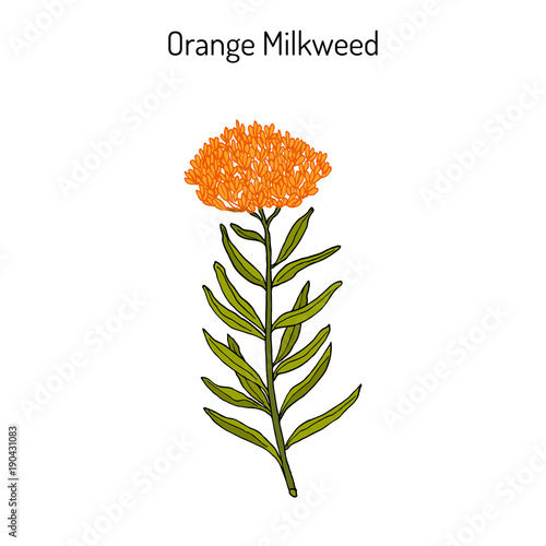 Orange milkweed Asclepias tuberosa , medicinal plant