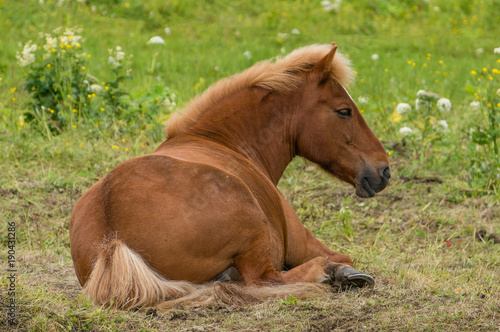Iceland horse laying in the grass © Pascal