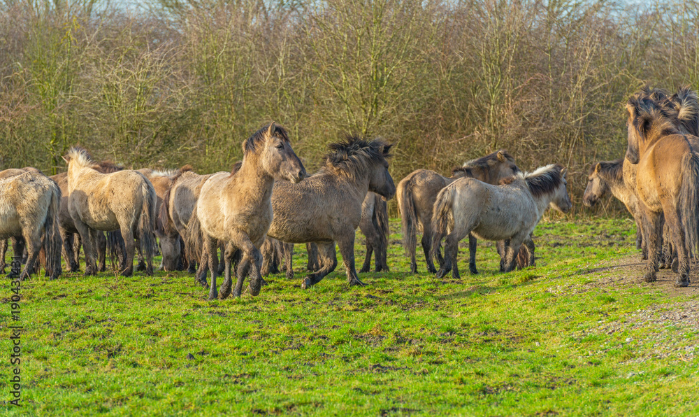 Feral horses in a natural park in winter Feral horses in a natural park in winter