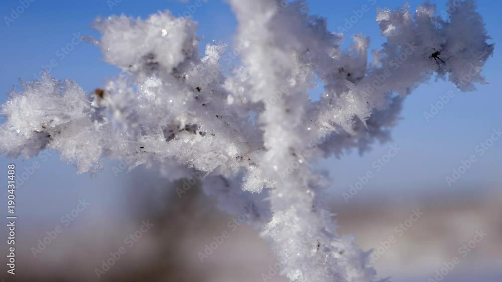 Winter landscape. Growth against the blue sky. Winter landscape. Growth against the blue sky.