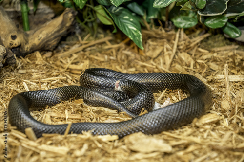 Mexican Black King-snake