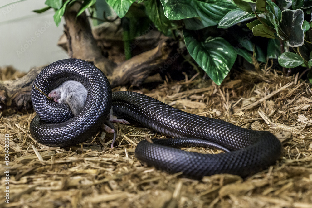 Mexican Black Kingsnake eating a mouse Mexican Black Kingsnake eating a mouse