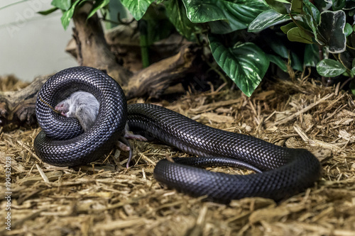 Mexican Black Kingsnake eating a mouse