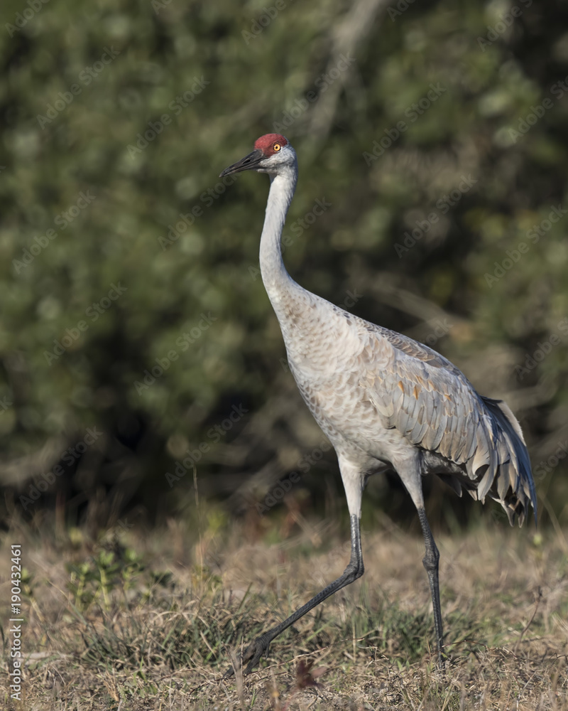 Naklejka premium Sandhill Cranes