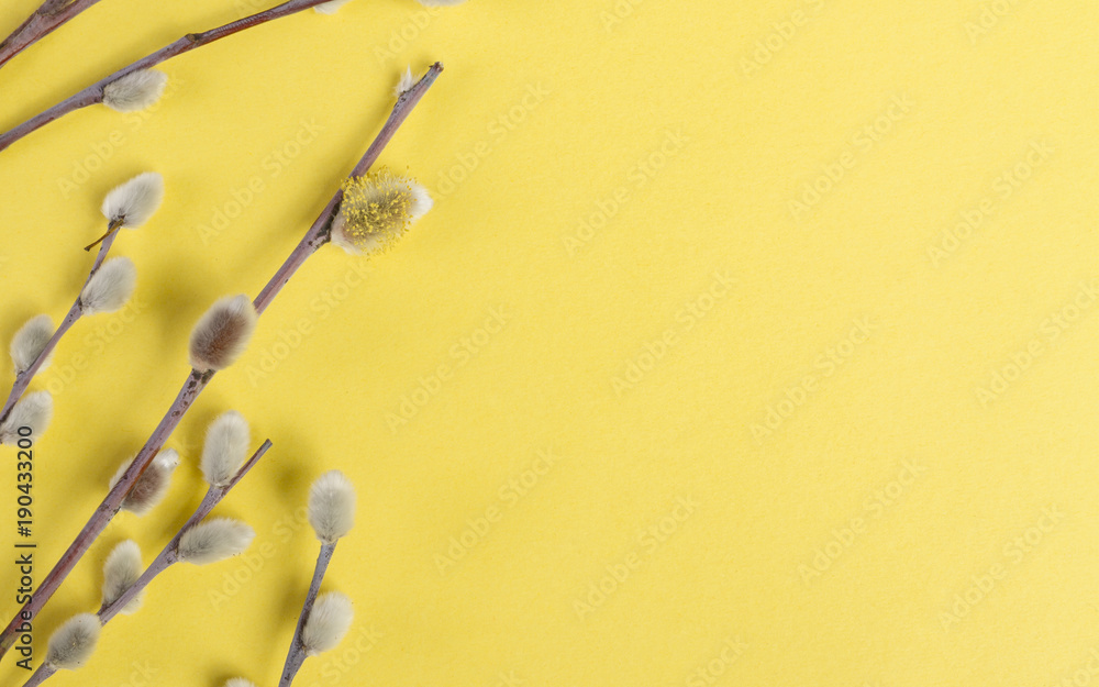 Fototapeta premium Pussy Willow flowers on yellow background