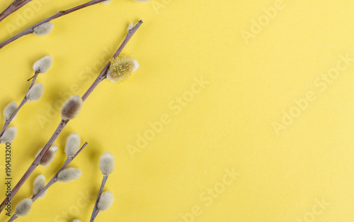 Pussy Willow flowers on yellow background